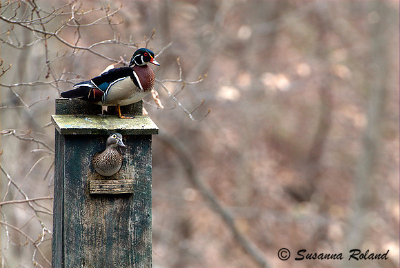 WOOD DUCK D004400