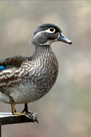 WOOD DUCK D004300