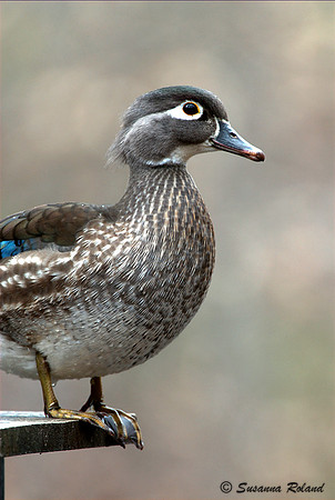 WOOD DUCK D004300