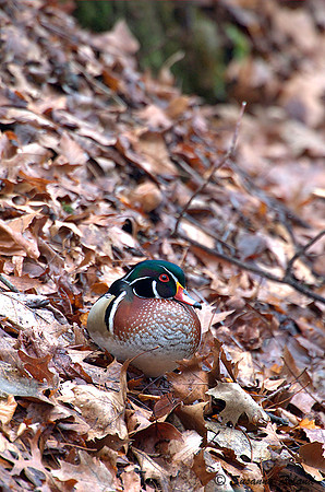 WOOD DUCK D003976