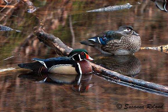 WOOD DUCK D004200