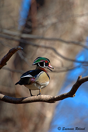 WOOD DUCK D003865