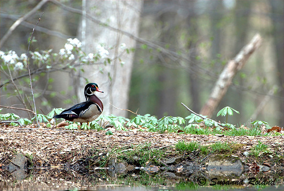 WOOD DUCK D004526