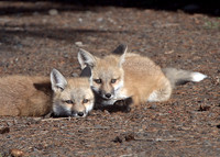 Fox kits 2102.jpg