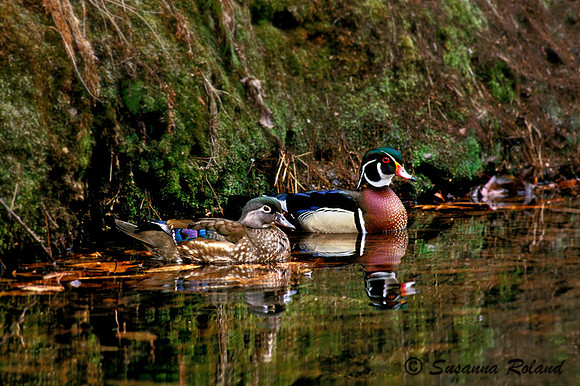 WOOD DUCK D004678