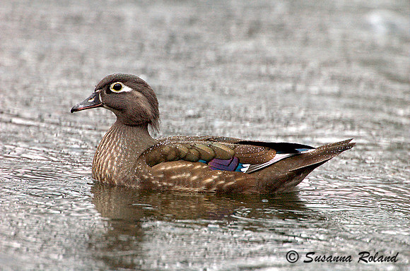 WOOD DUCK D003911