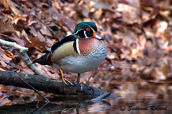 WOOD DUCK D003962