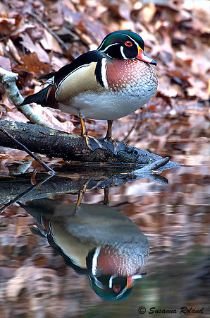 WOOD DUCK D003965