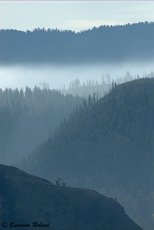 MORNING FOG_2SR1518