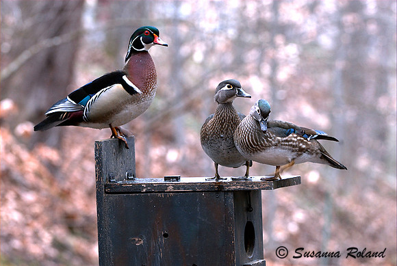 WOOD DUCK D004061