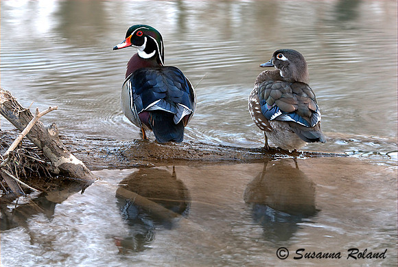 WOOD DUCK D004180