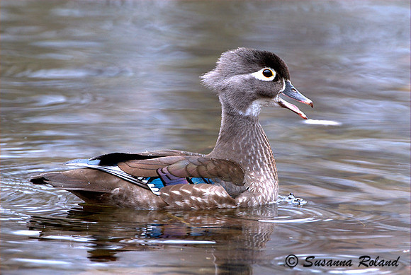 WOOD DUCK D004294