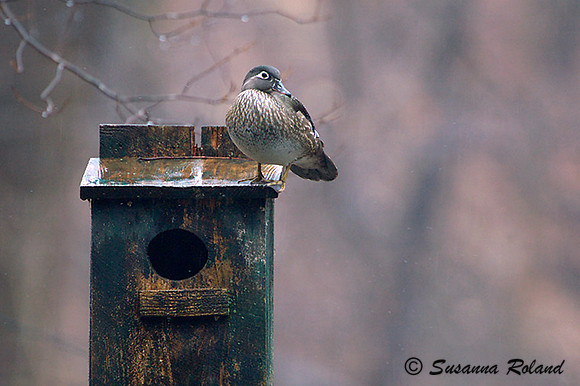 WOOD DUCK D003849