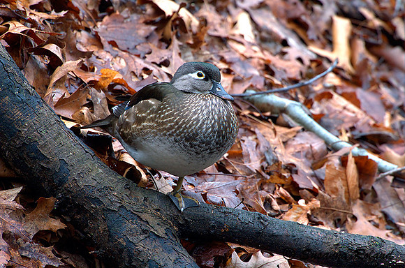 WOOD DUCK D003971
