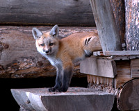 RED FOX_2SR1218