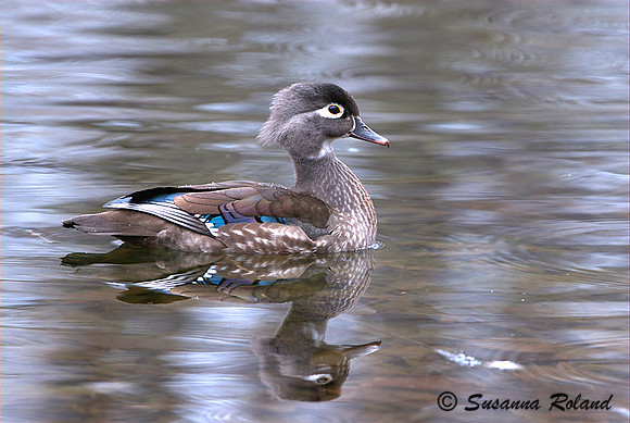 WOOD DUCK D004296