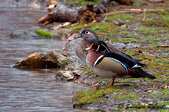WOOD DUCK D004003