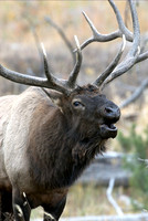 BULL ELK _2SR0843