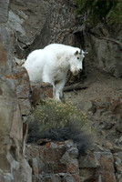 MOUNTAIN GOAT_2SR0681