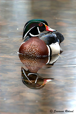 WOOD DUCK D004389