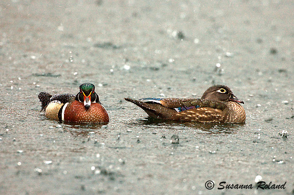 WOOD DUCK D003890