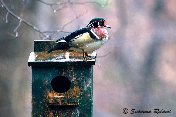 WOOD DUCK D003840