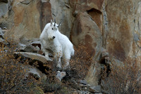 MOUNTAIN GOAT_2SR0668
