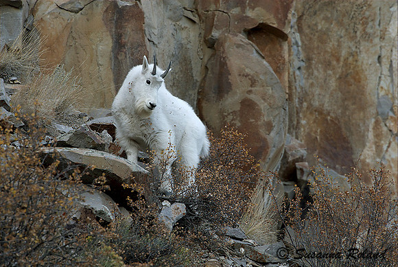 MOUNTAIN GOAT_2SR0668